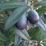 Olea europaea ᱡᱚ