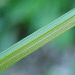 Carex leersii چھال