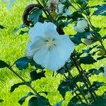 Hibiscus mutabilis ᱵᱟᱦᱟ