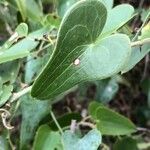 Smilax aspera पत्ता