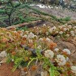 Vachellia drepanolobium Flor