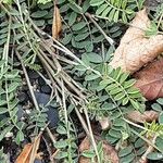 Astragalus hamosus Blatt