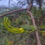 Plicosepalus sagittifolius Flor