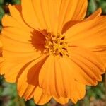 Cosmos sulphureus