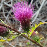 Cirsium andersonii Flor