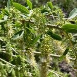 Salix alba Φύλλο