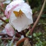 Helleborus niger Natur