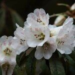 Rhododendron irroratum Blomma