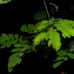 Zapoteca formosa Hoja