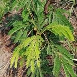 Albizia adianthifolia 葉