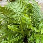 Blechnum gibbum Leaf