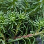 Petrosedum forsterianum Leaf