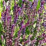 Salvia nemorosa Hábito