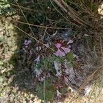 Clinopodium alpinumFlower