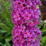 Buddleja davidiiЦветок