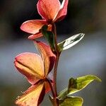 Helleborus purpurascens List