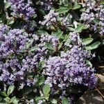 Ceanothus fresnensis 形态