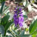 Veronica spicata Flower