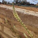 Reseda alba Blüte