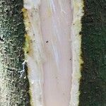 Alangium chinense 樹皮