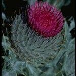 Carduus occidentalis Flower