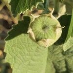 Abutilon mauritianum Gyümölcs