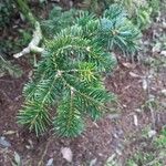 Abies nordmannianaFoglia