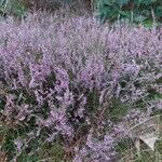 Calluna vulgarisFiore