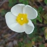 Cistus salviifolius Цветок