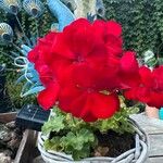 Pelargonium zonaleFlors