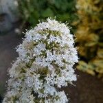 Valeriana tripteris Flower