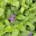 Vinca herbacea Květ