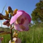 Eulophia latilabris Flor