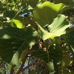 Ficus abutilifolia Foglia