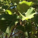 Ficus abutilifolia Blatt