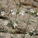 Silene douglasii Hábito