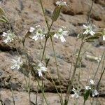 Silene douglasii Habit