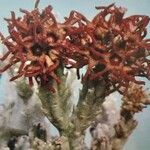 Quaqua ramosa Flor