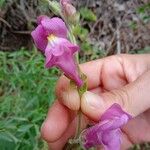 Antirrhinum australe花