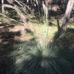 Muhlenbergia lindheimeri 整株植物