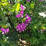 Polygala myrtifolia Květ