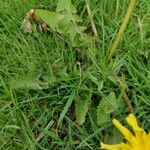 Taraxacum cucullatiforme 葉