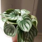 Peperomia argyreia Лист