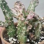 Opuntia monacantha 葉