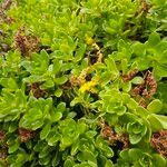 Sedum spathulifolium Yeri