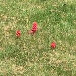 Sarcodes sanguinea 整株植物