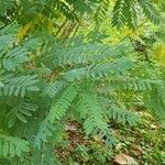 Amorpha fruticosa Folio