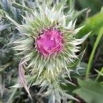 Carduus nutans Lorea