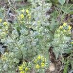 Alyssum alyssoides Blomma