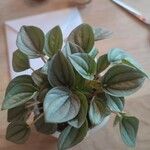 Peperomia albovittata Hostoa